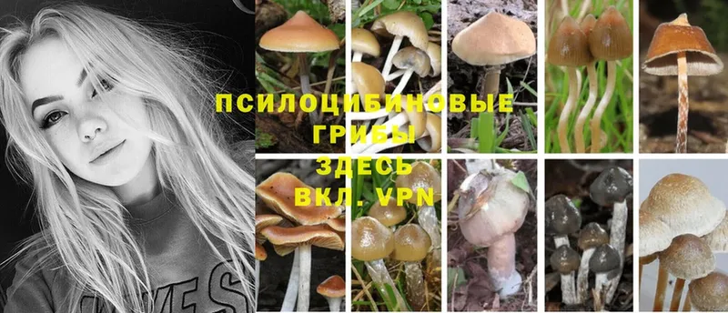 shop клад  сколько стоит  Карачаевск  Псилоцибиновые грибы Cubensis 